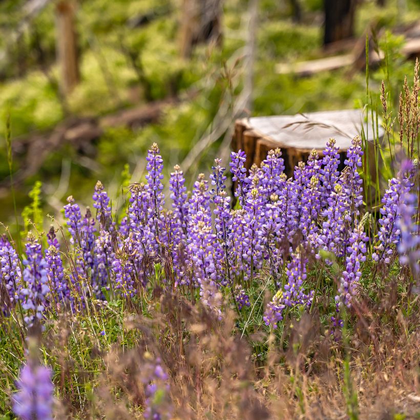 Graines de Lupin vivace - Lupinus perennis (Plant habit)