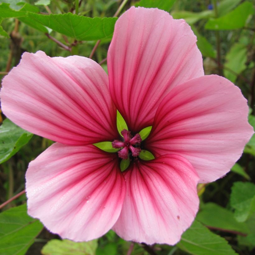 Graines de Malope trifida Mixed - Malope en mélange (Flowering)