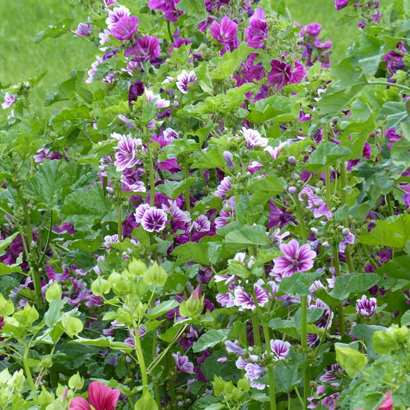Graines de Malva sylvestris Purple Zebra Mix - Grande Mauve (Plant habit)
