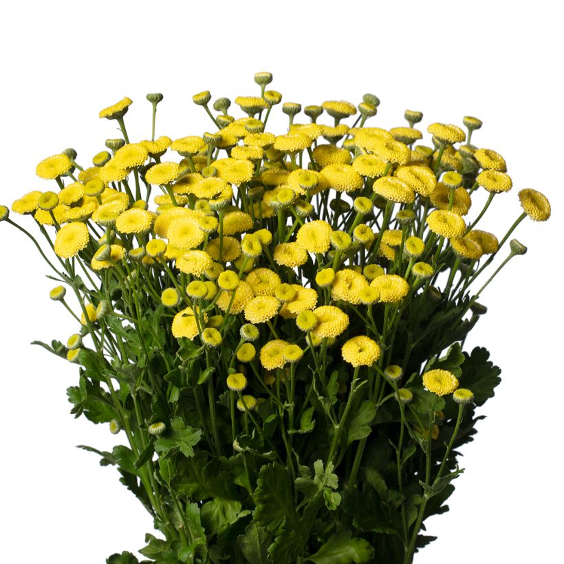 Graines de Matricaire double Amazone - Tanacetum parthenium (graines enrobées) (Floraison)