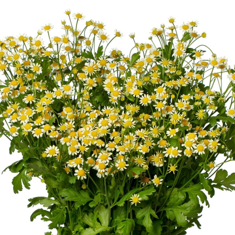 Graines de Matricaire simple Camilla (graines enrobées) - Tanacetum parthenium (Flowering)