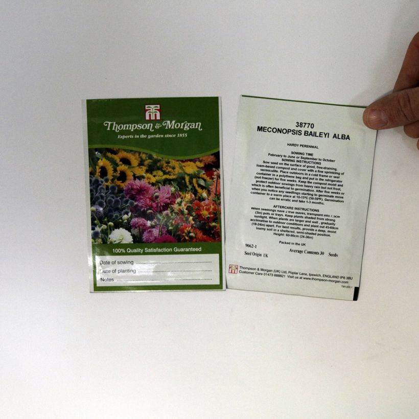 Exemple de spécimen de Graines de Meconopsis baileyi Alba - Pavot de l'Himalaya blanc le sachet de 30 graines environ tel que livré