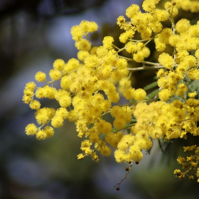 Graines de Mimosa - Acacia dealbata (Flowering)