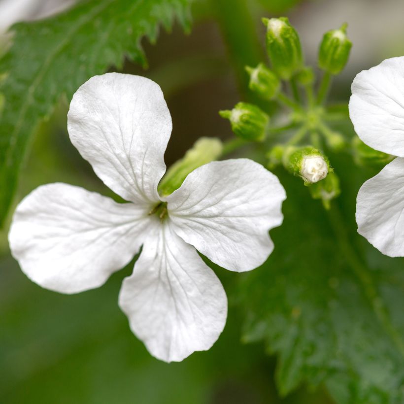 Graines de Monnaie-du-Pape Blanche - Lunaria annua Alba (Flowering)