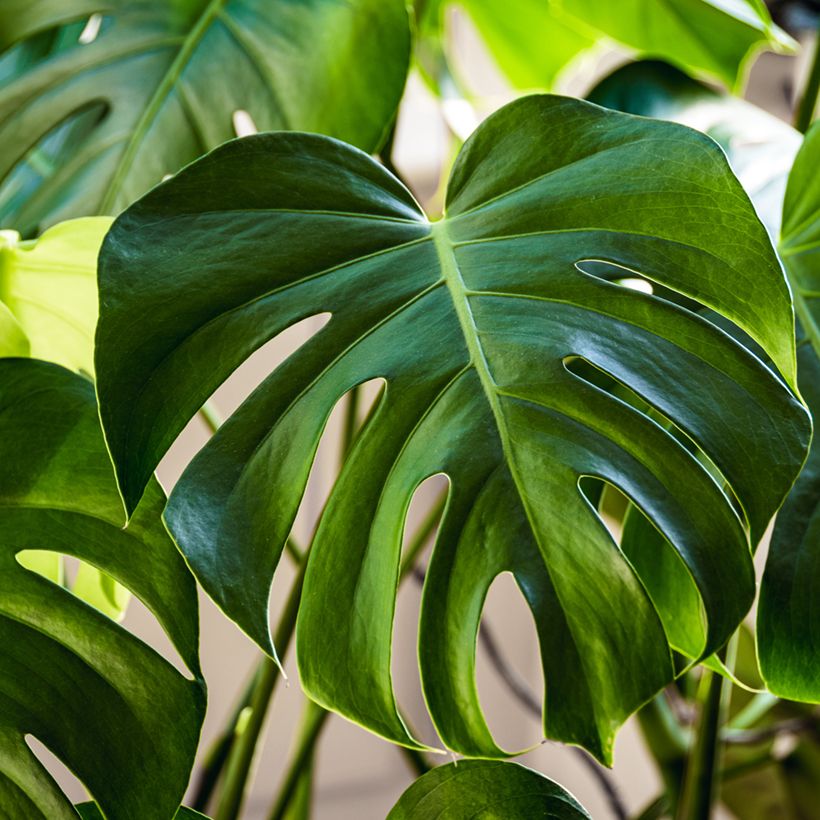 Graines de Monstera deliciosa (Foliage)