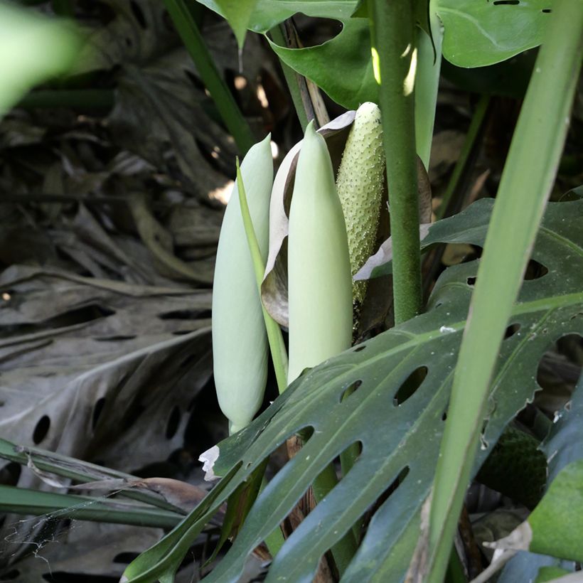 Graines de Monstera deliciosa (Flowering)