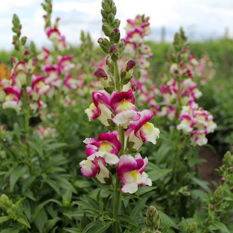 Graines de Muflier Cherry Twist - Antirrhinum majus (Flowering)