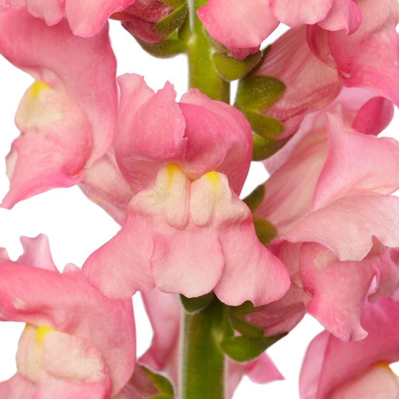 Graines de Muflier F1 Avignon Cherry Rose II - Antirrhinum majus (Flowering)