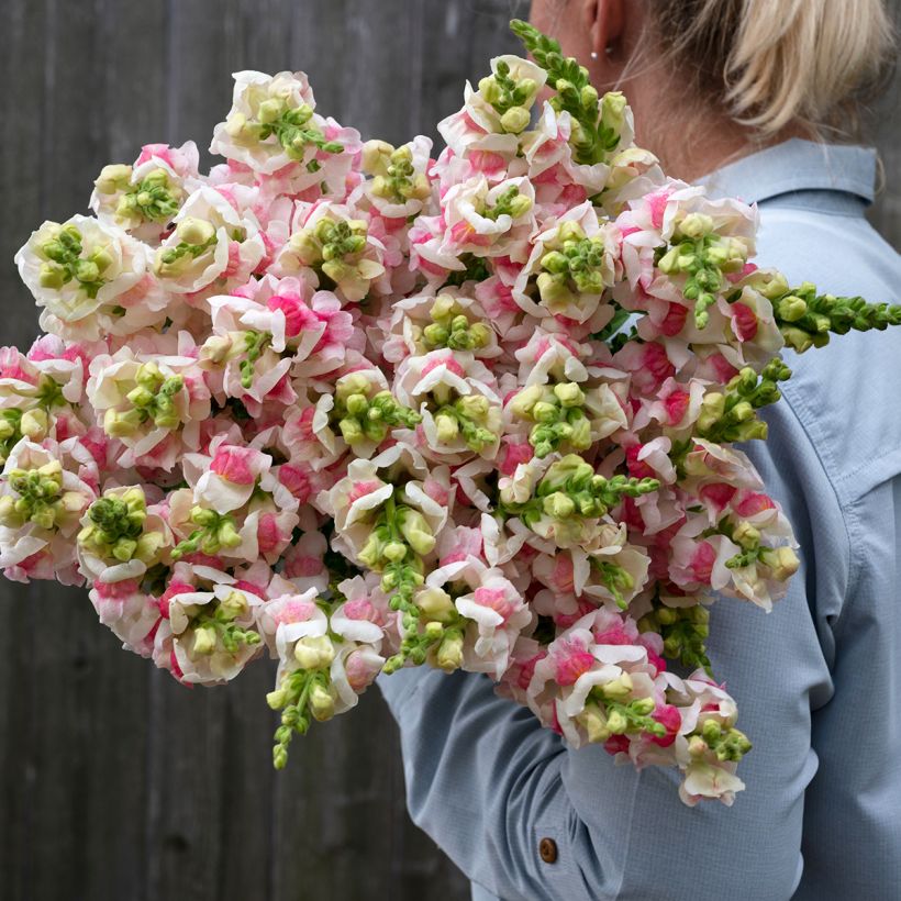 Graines de Muflier Opus III/IV Appleblossom - Antirrhinum (Floraison)