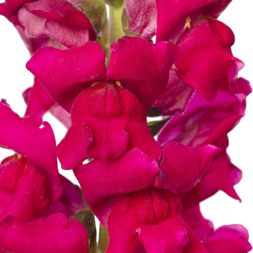 Graines de Muflier F1 Orleans Lilac IV - Antirrhinum majus (Flowering)