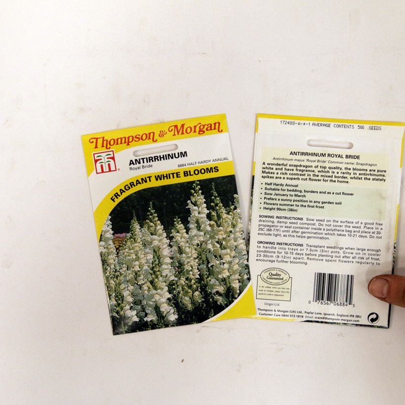 Exemple de spécimen de Graines de Muflier Royal Bride - Antirrhinum majus le sachet de +/- 2550 graines environ (minimum 0,4g) tel que livré