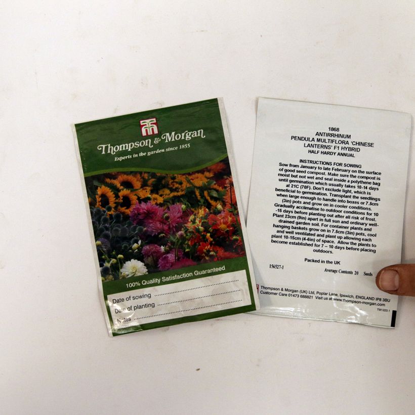 Exemple de spécimen de Graines de Muflier nain Chinese Lanterns F1- Antirrhinum majus le sachet de 20 graines environ tel que livré