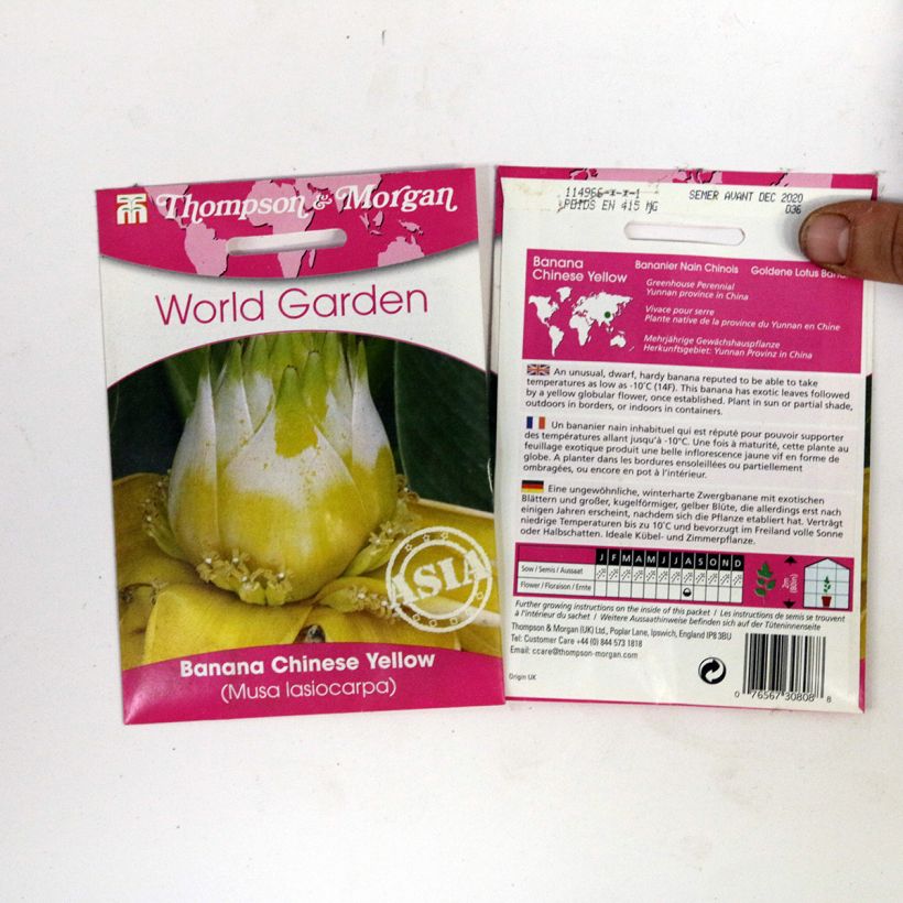 Exemple de spécimen de Graines de Musa lasiocarpa - Bananier Nain Chinois le sachet de 4 graines environ tel que livré