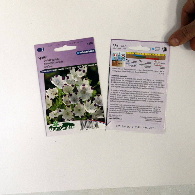 Example of Graines de Némophile maculée Spotty - Nemophila maculata le sachet de +/- 100 graines environ (minimum 0,7g) as you get