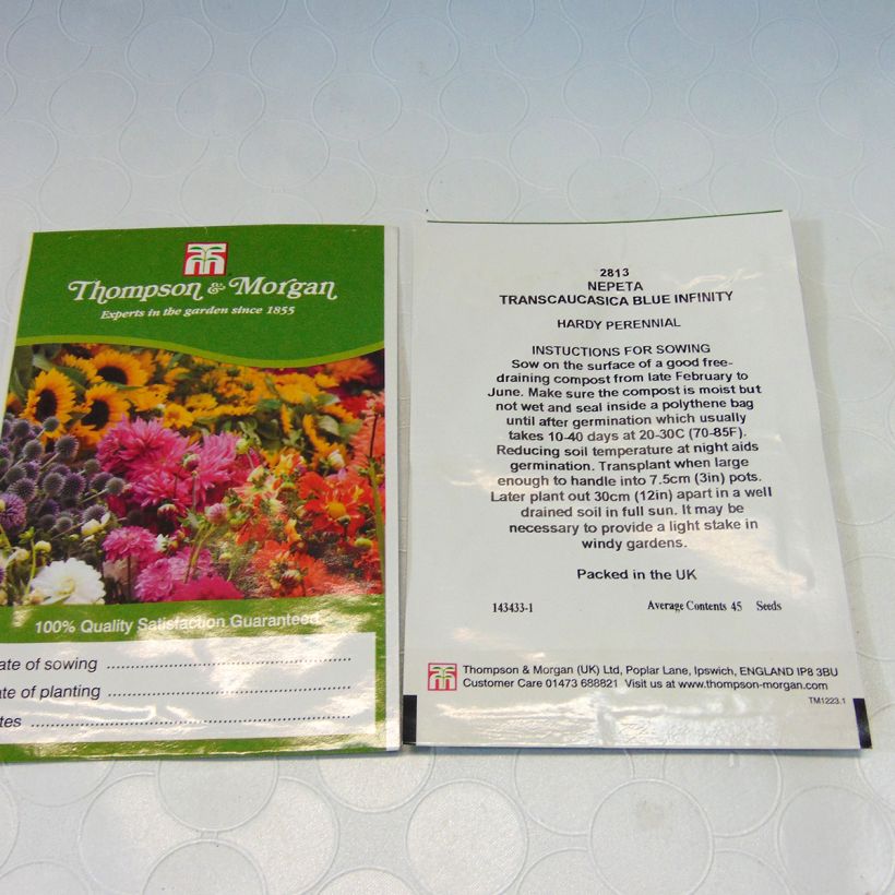 Exemple de spécimen de Graines de Nepeta transcaucasica Blue Infinity - Chataire le sachet de 45 graines environ tel que livré