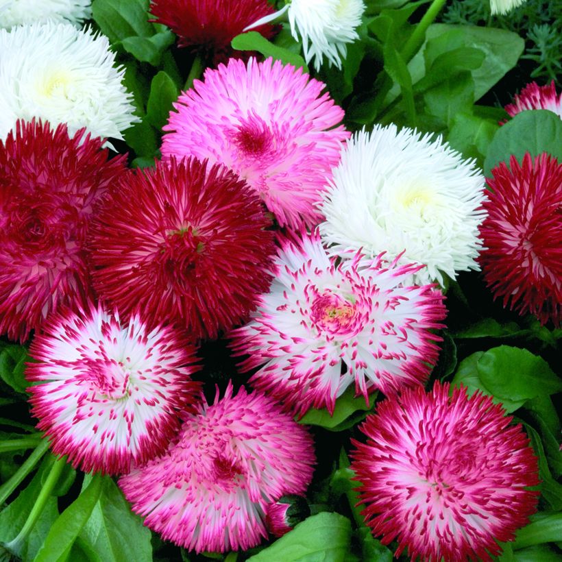 Graines de Pâquerette Habanera Mix (enrobées) - Bellis Perennis (Flowering)
