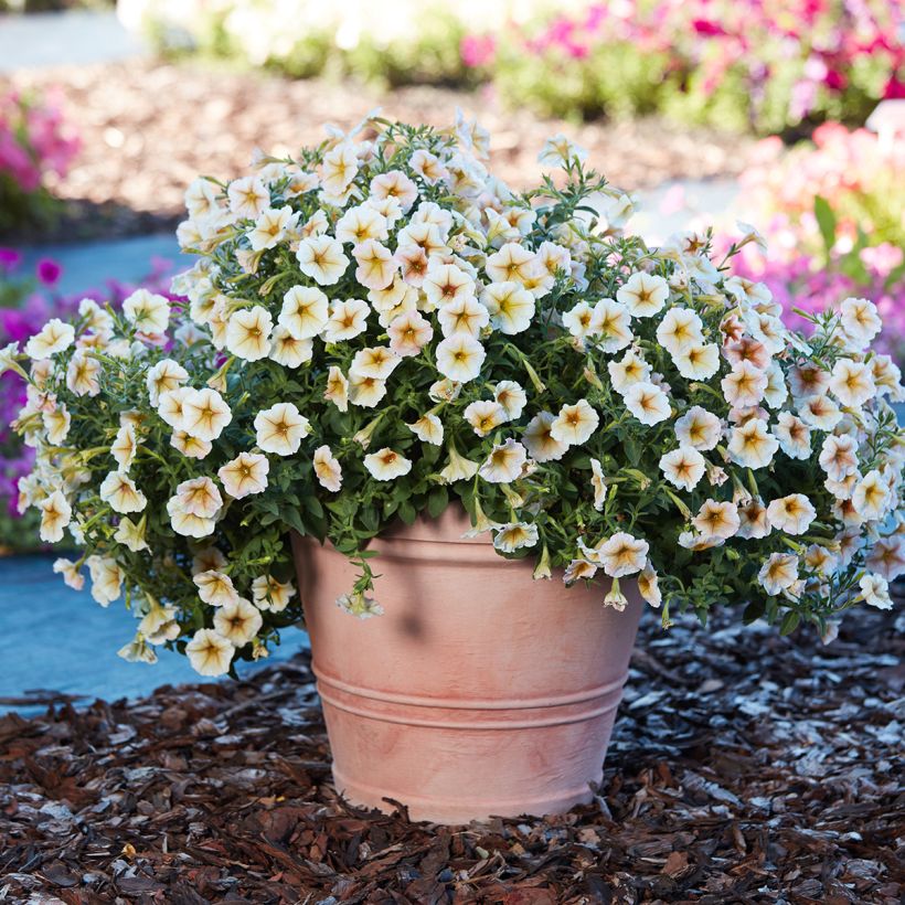Graines de Pétunia Ingrid F1 (enrobées) (Port)