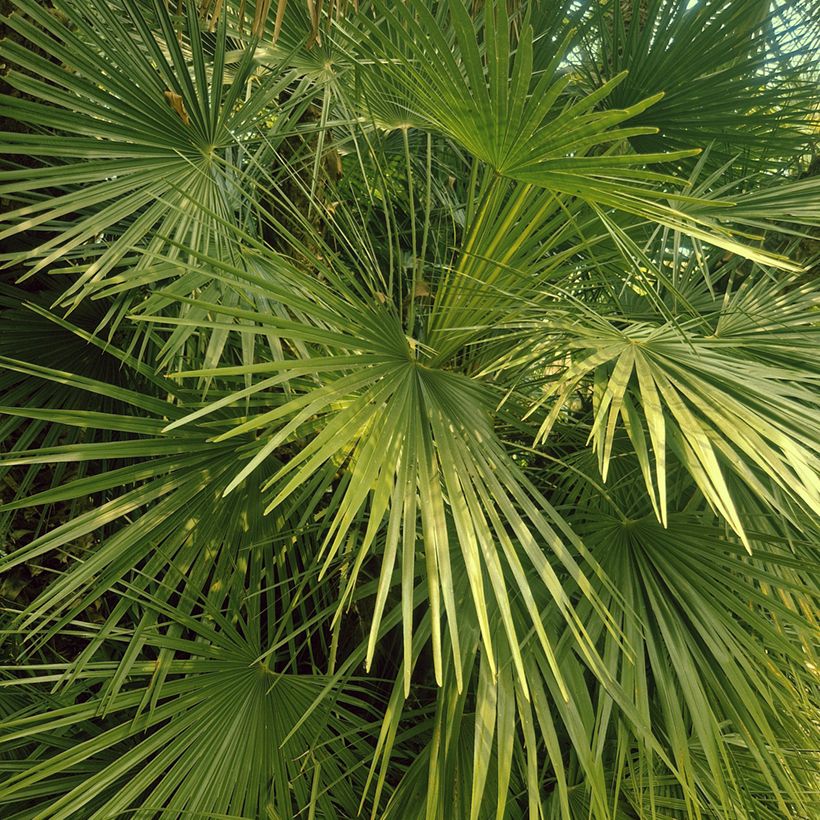 Graines de Palmier nain - Chamaerops humilis (Foliage)