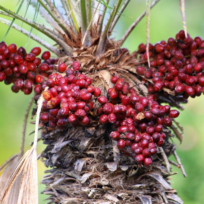 Graines de Palmier nain - Chamaerops humilis (Harvest)