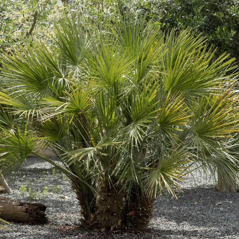 Graines de Palmier nain - Chamaerops humilis (Plant habit)
