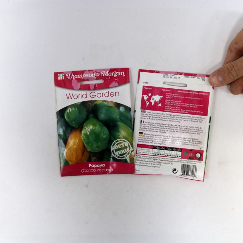 Exemple de spécimen de Graines de Papayer - Carica papaya le sachet de 25 graines environ tel que livré