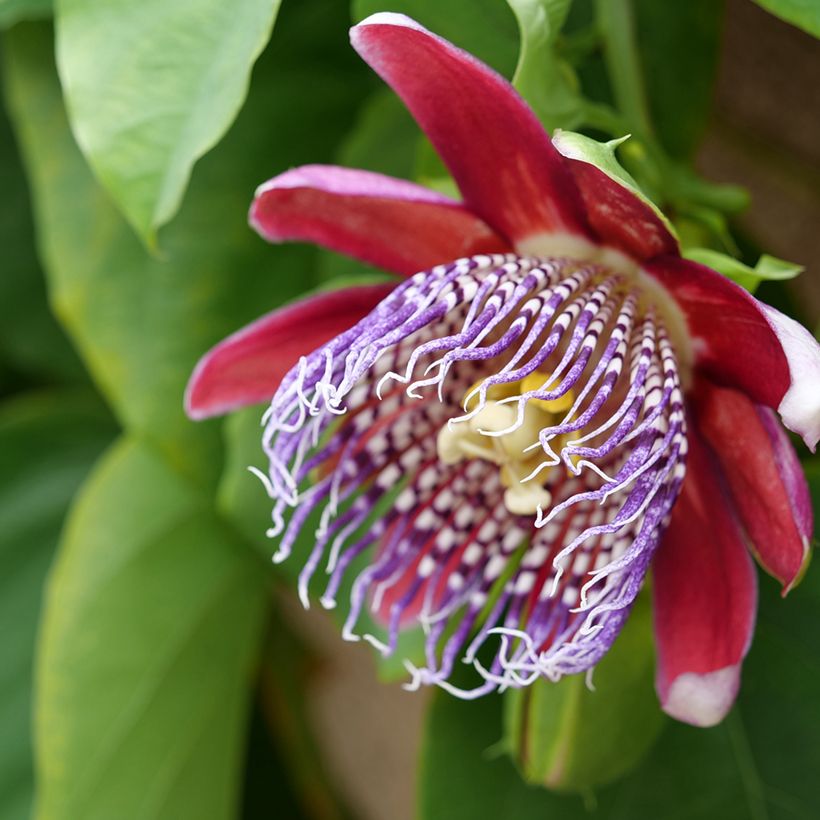 Graines de Fleur de la passion - Passiflora quadrangularis (Flowering)