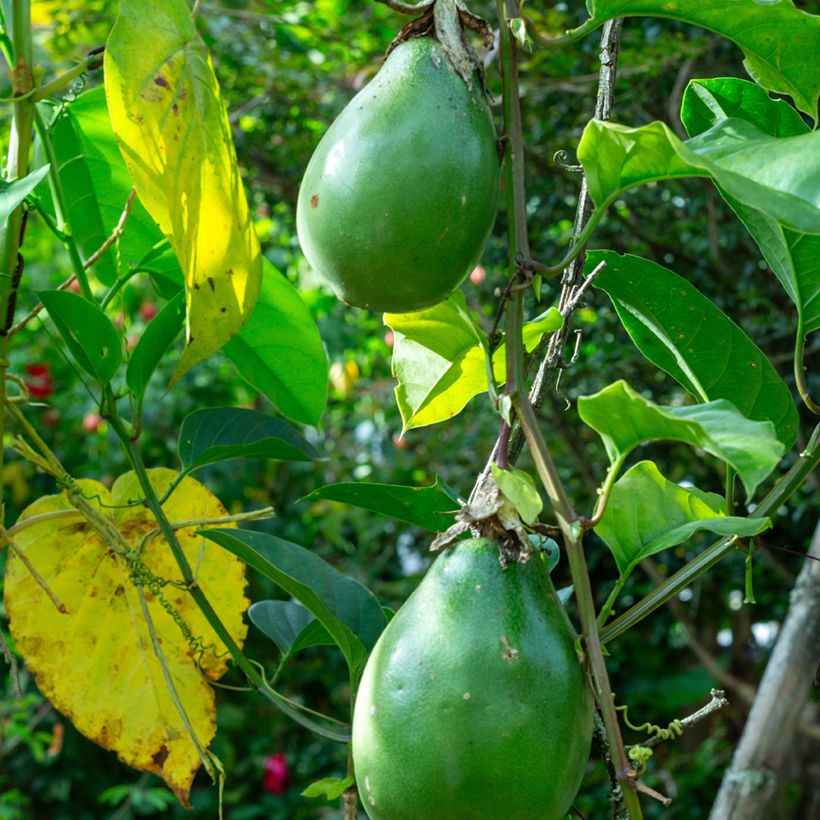 Graines de Fleur de la passion - Passiflora quadrangularis (Harvest)