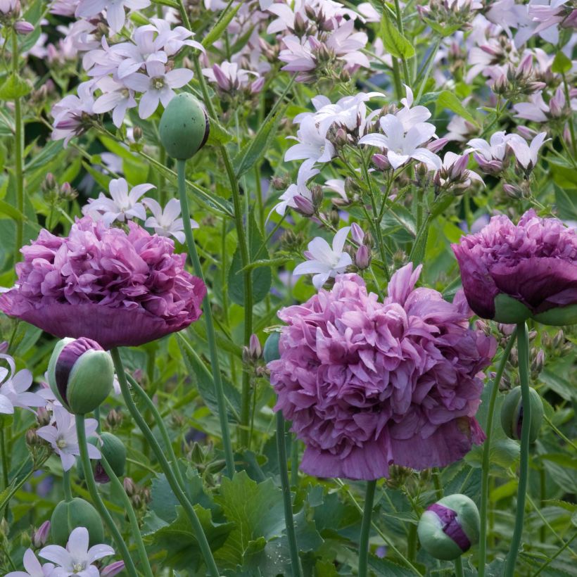 Graines de Pavot annuel Purple Peony - Papaver somniferum  (Flowering)