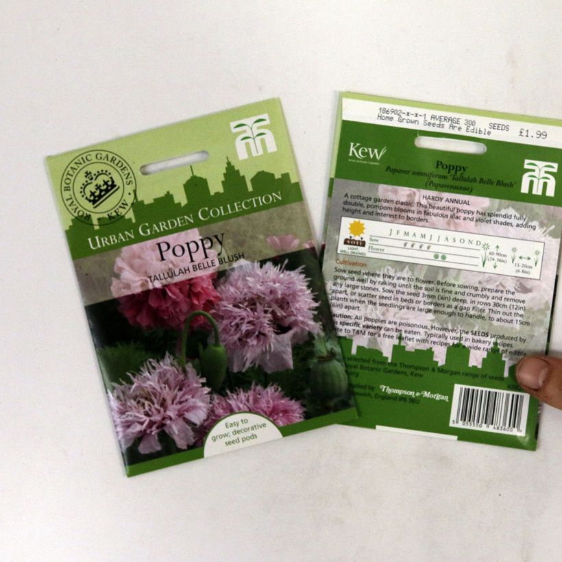 Exemple de spécimen de Graines de Pavot annuel Tallulah Belle Blush - Papaver somniferum le sachet de 300 graines environ tel que livré