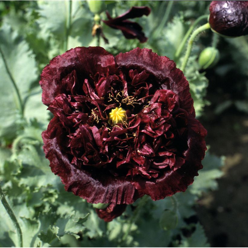 Graines de Pavot annuel Black Peony - Papaver somniferum (Flowering)