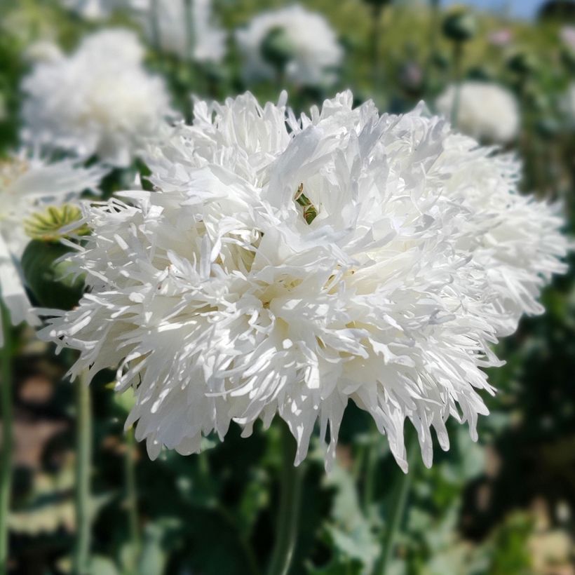 Graines de Pavot annuel White Swan - Papaver somniferum (Flowering)
