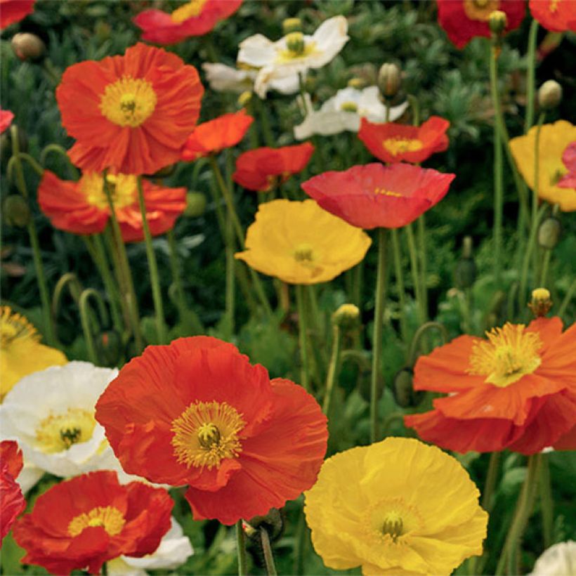 Graines de Pavot d'Islande Pulchinella Mixed - Papaver nudicaule (Flowering)