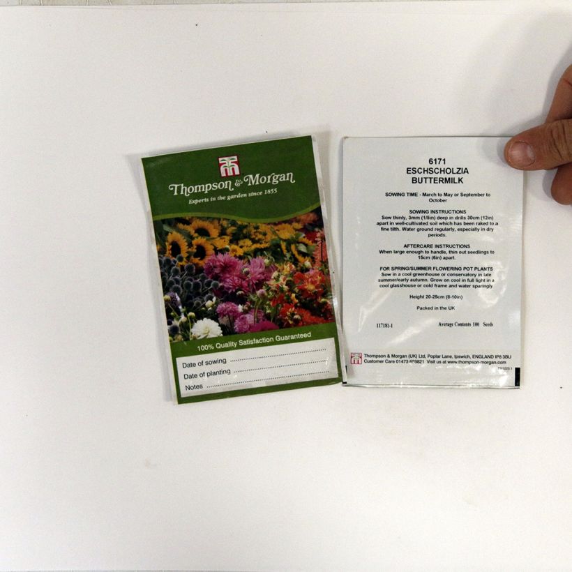 Example of Graines de Pavot de Californie Buttermilk - Eschscholzia californica le sachet de 100 graines environ as you get