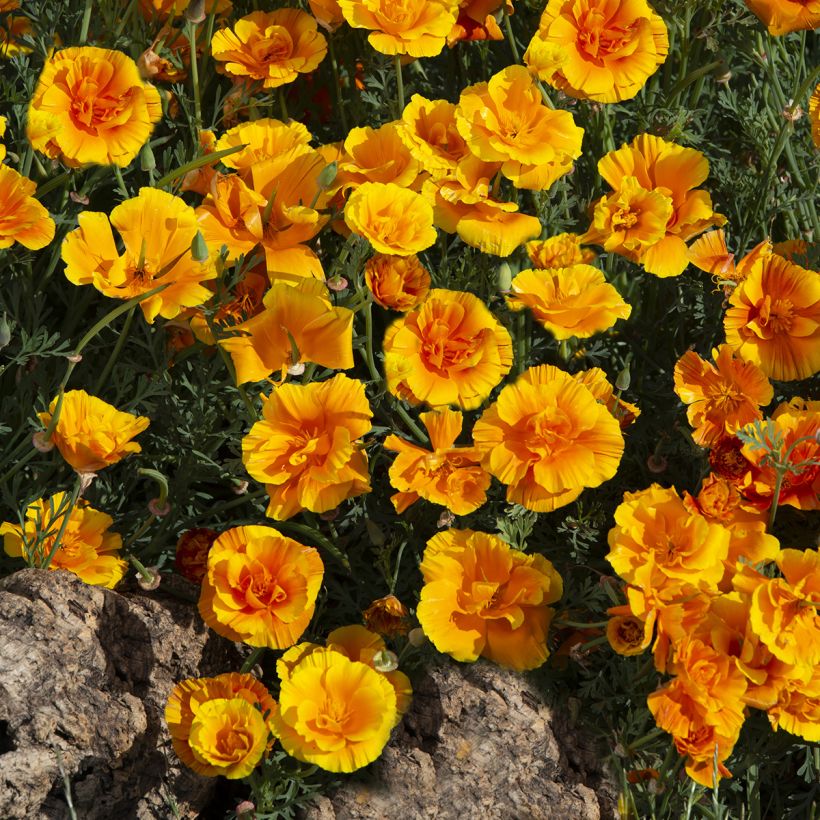 Graines de Pavot de Californie Lady Marmalade - Eschscholzia californica (Plant habit)