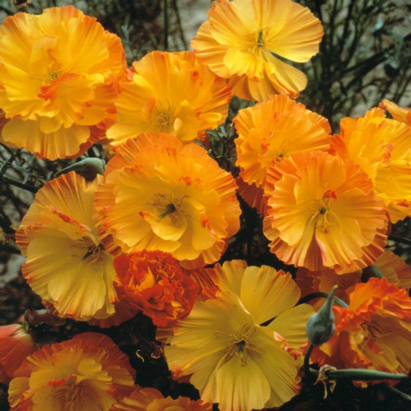 Graines de Pavot de Californie Thai Silk Apricot Chiffon - Eschscholzia californica (Flowering)