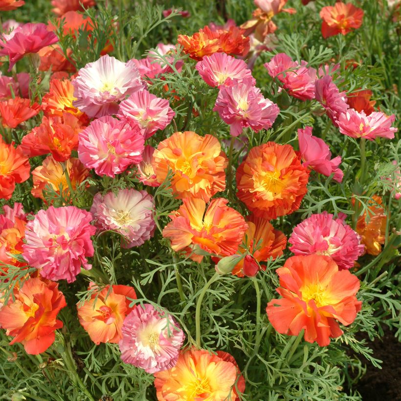 Graines de Pavot de Californie Thai Silk Formula Mixture - Eschscholzia californica (Flowering)
