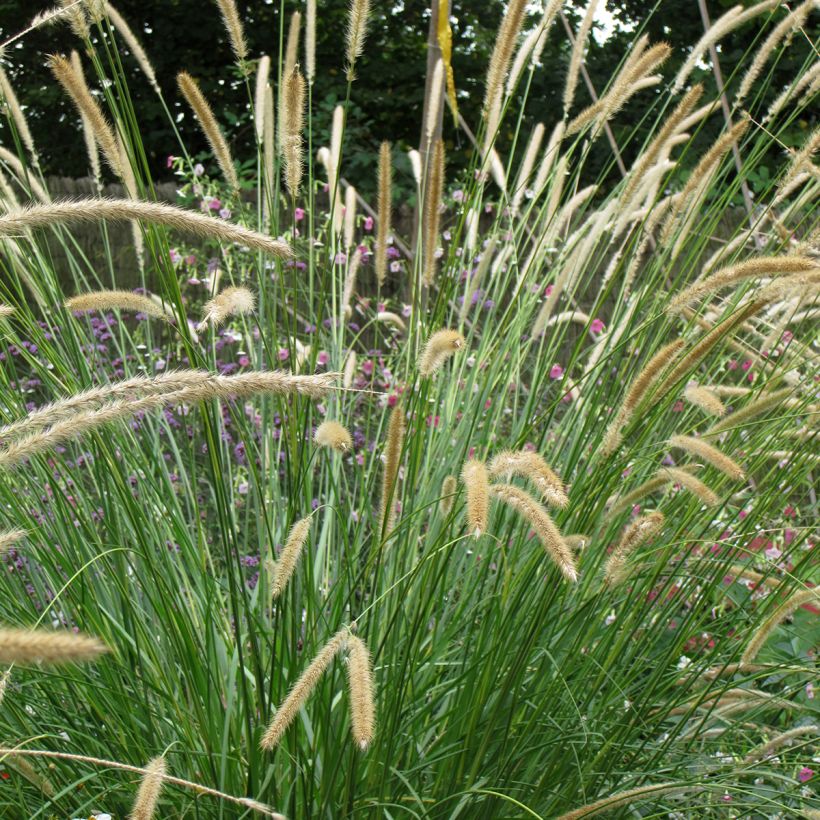 Graines de Pennisetum macrourum Tail Feathers - Herbe aux écouvillons (Flowering)