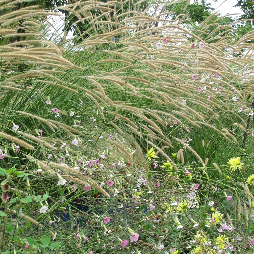 Graines de Pennisetum macrourum Tail Feathers - Herbe aux écouvillons (Plant habit)