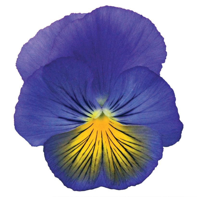 Graines de Pensée Cats Plus Blue and Yellow - Viola x wittrockiana (Flowering)