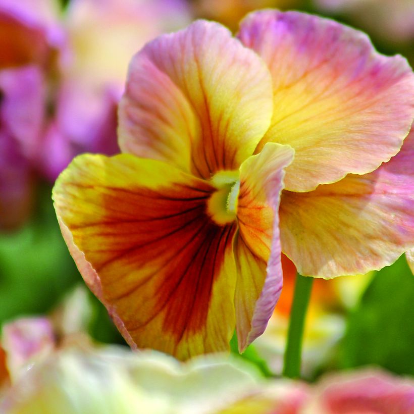 Graines de Pensée Inspire Peach Shades - Viola x wittrockiana (Flowering)