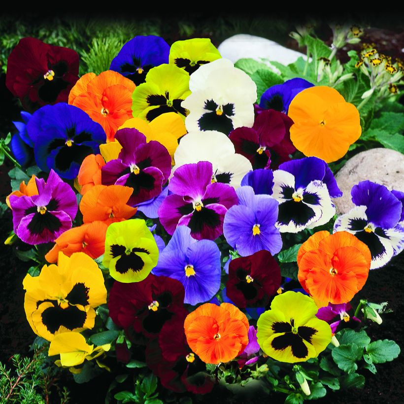 Graines de Pensée Trumpet Full Mix - Viola x wittrockiana (Plant habit)
