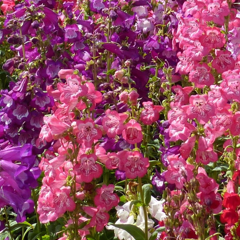 Graines de Penstemon Wedding Bells (hartwegii sensations) - Galane en mélange (Flowering)