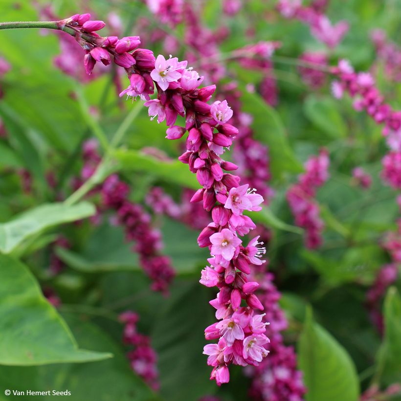 Graines de renouée orientale Cerise Pearls - Persicaria orientalis (Flowering)