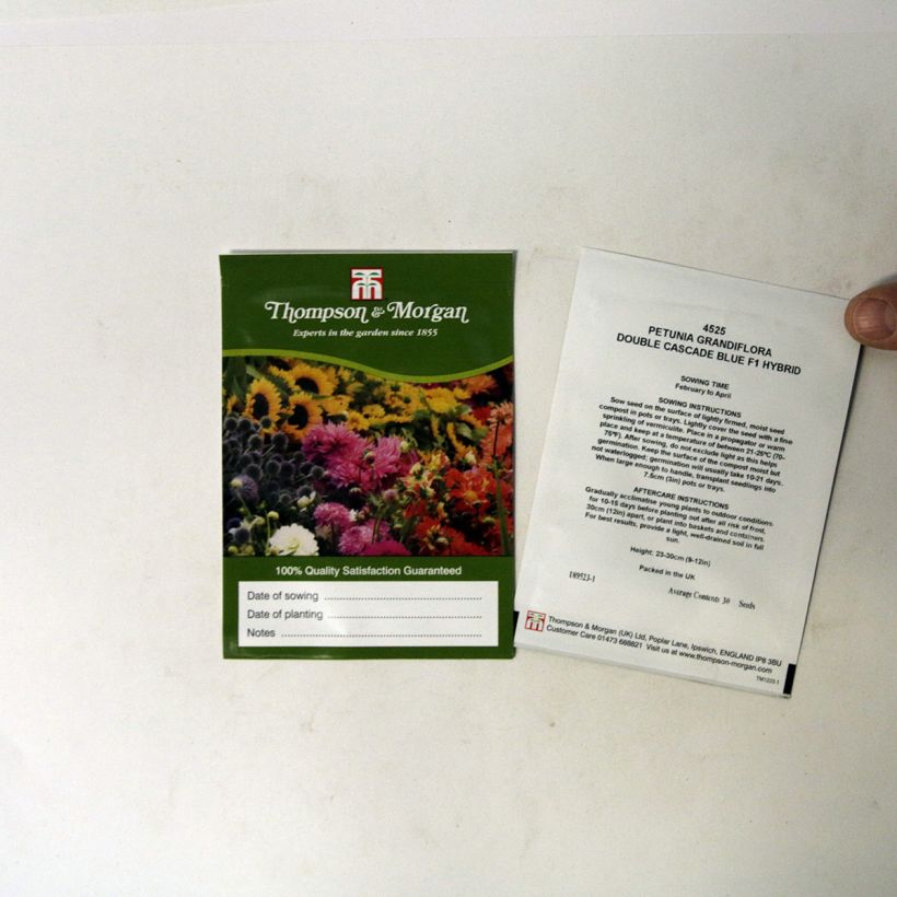 Exemple de spécimen de Graines de Pétunia Cascade Blue Double F1 le sachet de 30 graines environ tel que livré