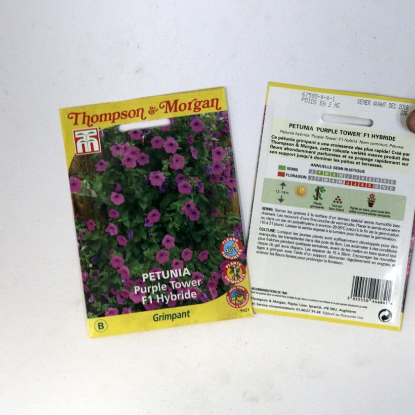 Exemple de spécimen de Graines de Pétunia Purple Tower Hybride F1 le sachet de 30 graines environ tel que livré