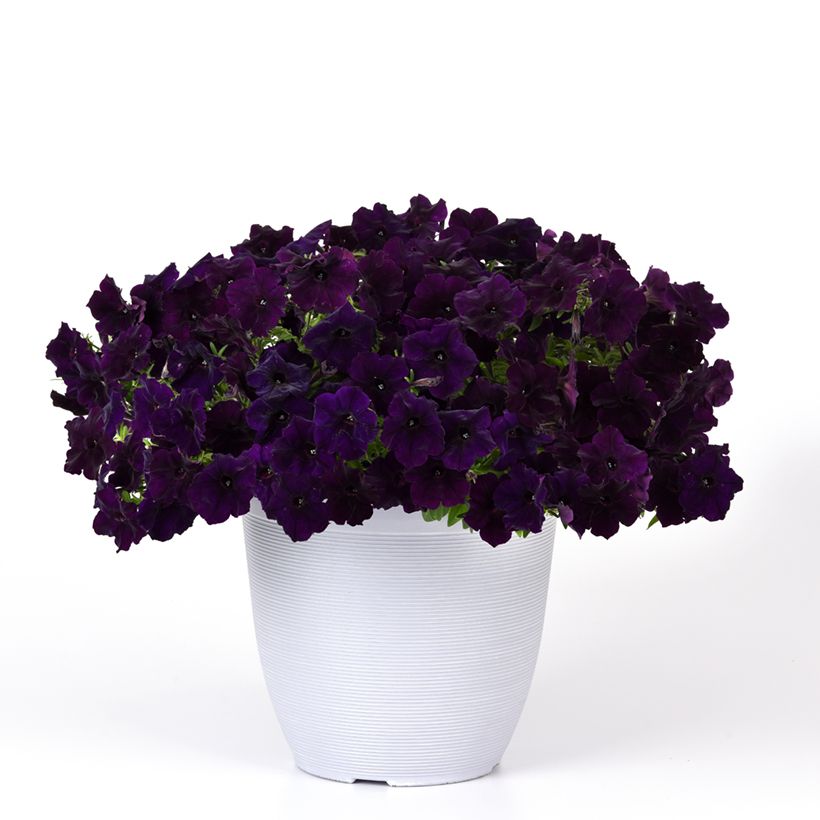 Graines de Pétunia retombant F1 Easy Wave Navy Velour (enrobées) (Plant habit)