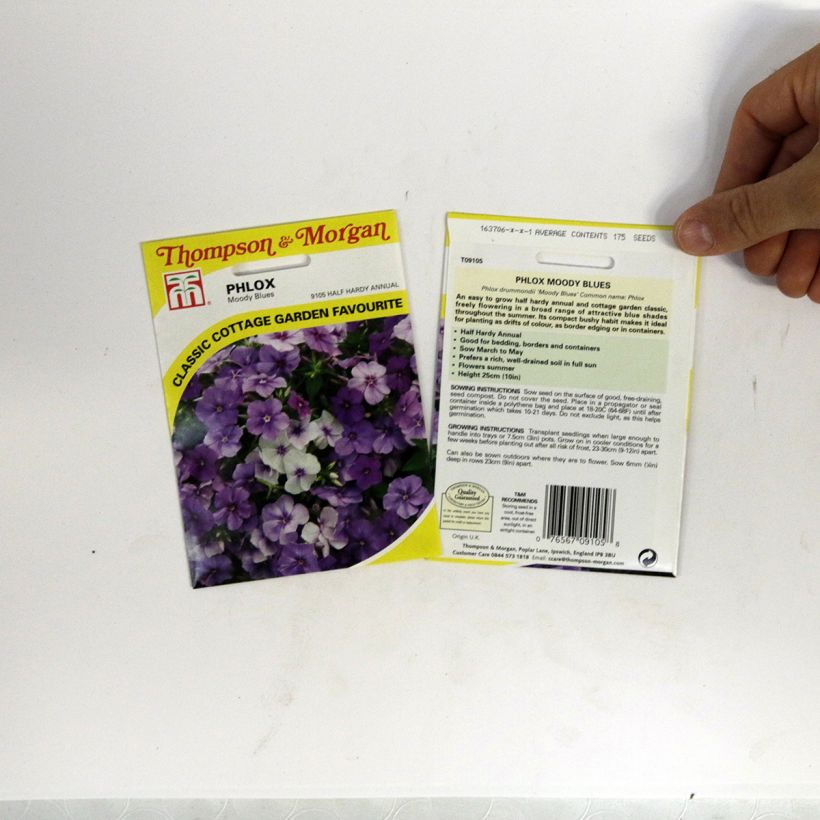 Exemple de spécimen de Graines de Phlox drummondii Moody Blues - Phlox de Drummond  le sachet de 175 graines environ tel que livré