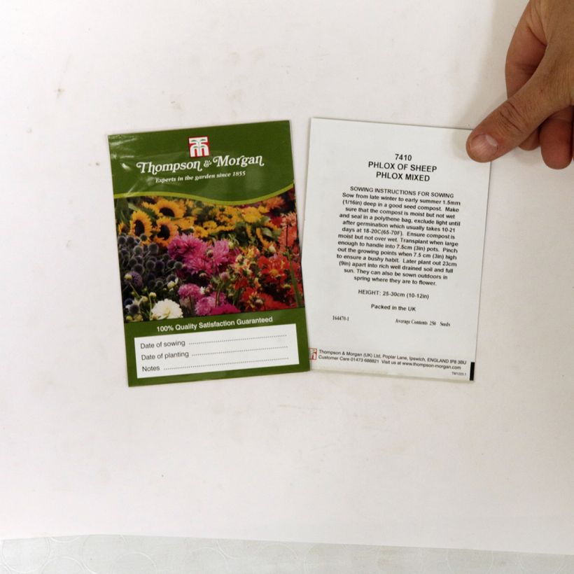 Example of Graines de Phlox drummondii Phlox Of Sheep - Phlox de Drummond  le sachet de +/- 500 graines environ (minimum 1g) as you get