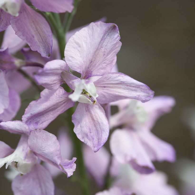 Graines de Delphinium consolida Fancy Belladonna - Pied d'Alouette annuel (Flowering)