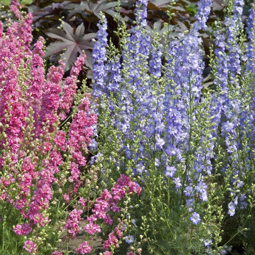 Graines de Delphinium Fancy Purple Picotee - Pied d'Alouette annuel (Plant habit)